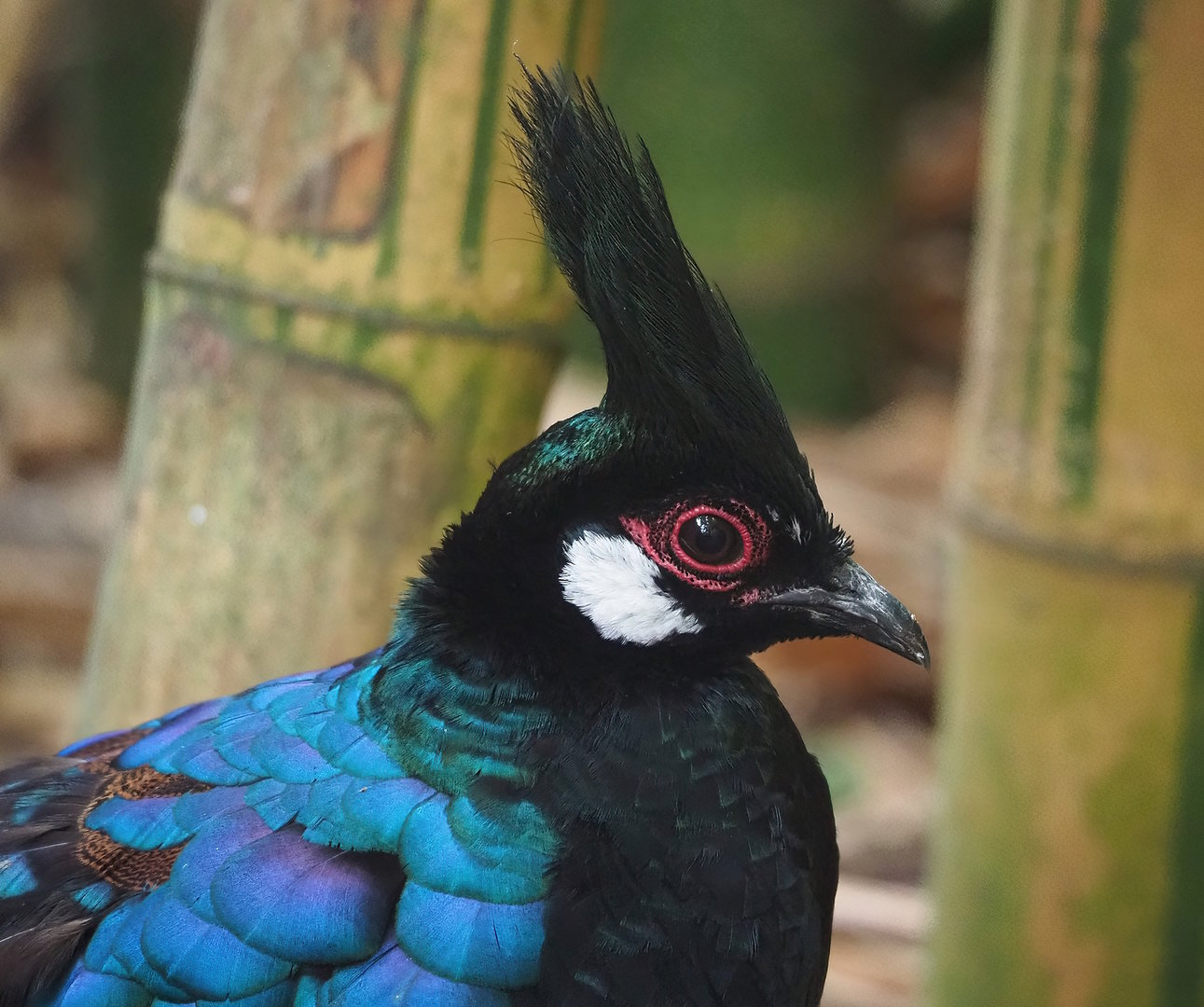 Palawan peacock-pheasant (Polyplectron napoleonis), 2022-08-28