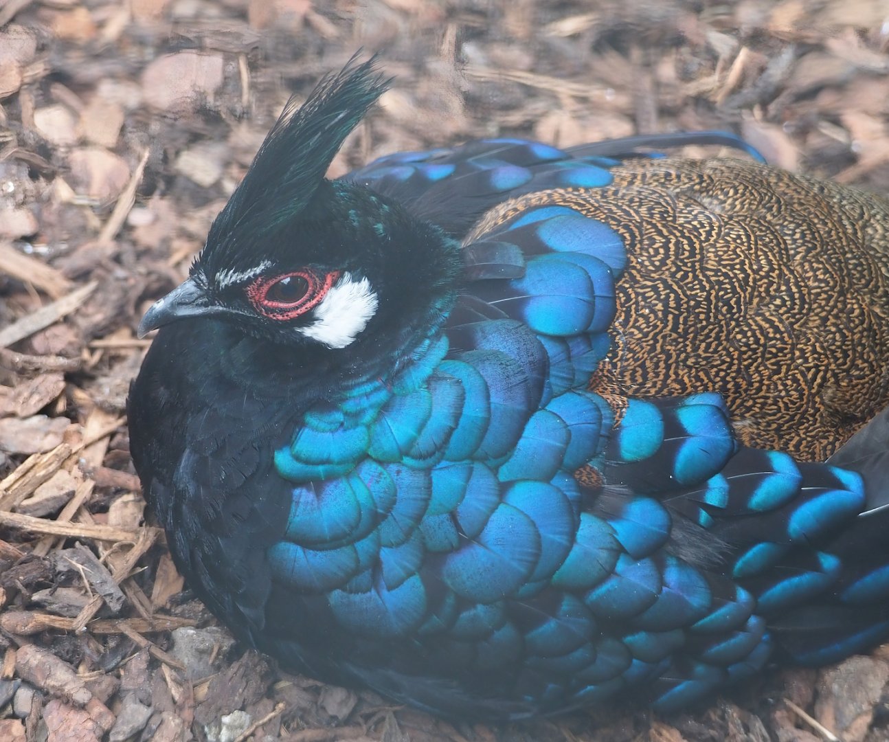 Palawan peacock-pheasant (Polyplectron napoleonis), 2023-07-02