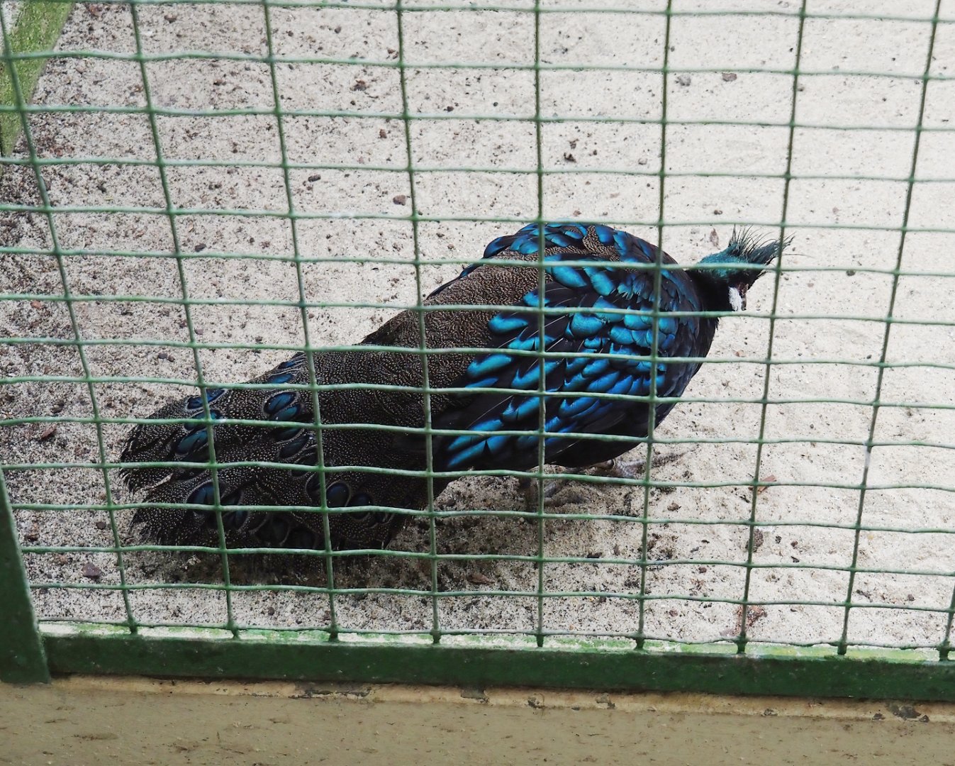 Palawan peacock-pheasant (Polyplectron napoleonis), 2024-05-22