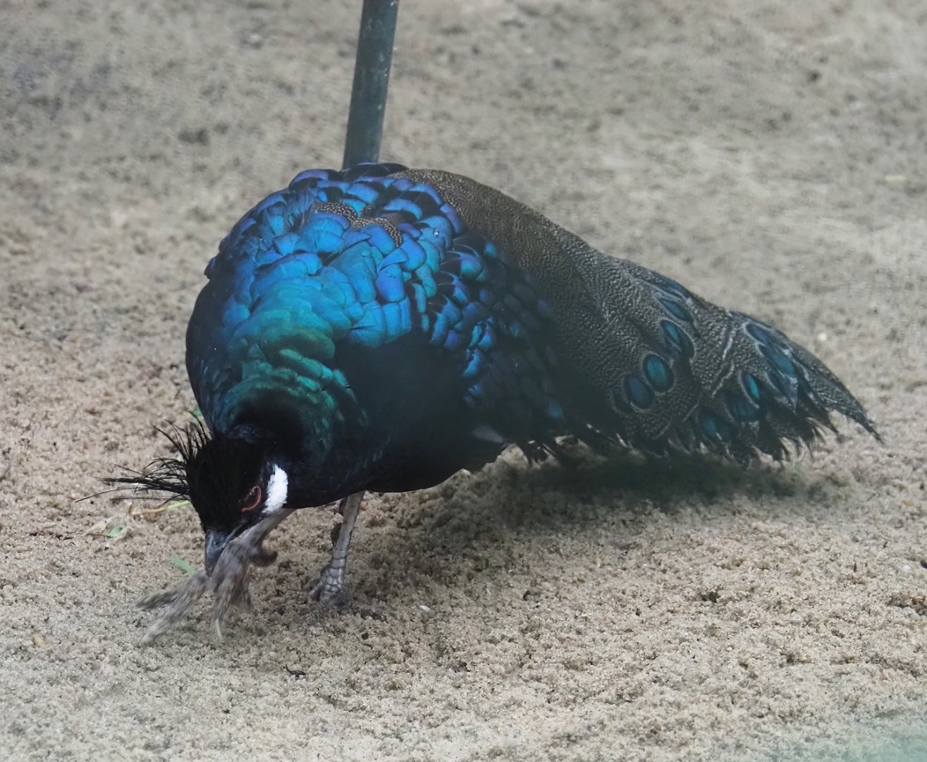 Palawan peacock-pheasant (Polyplectron napoleonis), 2024-05-22
