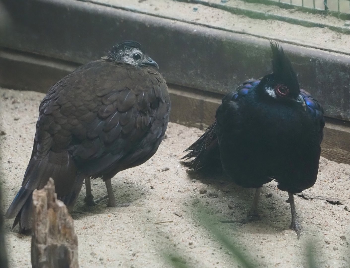 Palawan peacock-pheasant (Polyplectron napoleonis), 2024-05-23