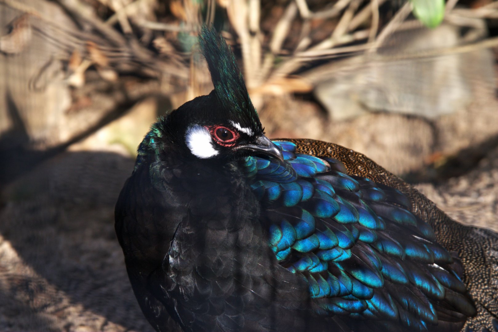 Palawan Peacock-pheasant (Polyplectron napoleonis), 26-11-25