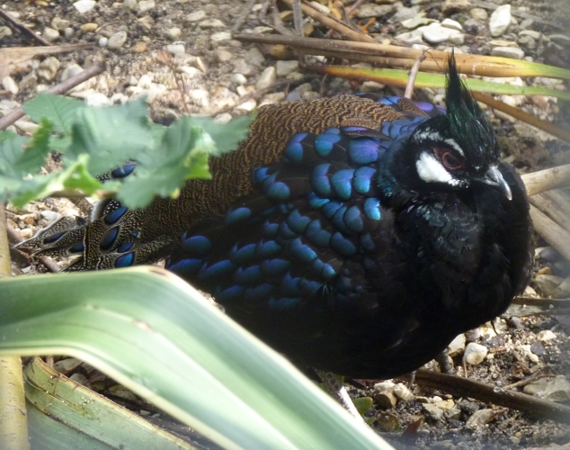 Palawan peacock-pheasant (Polyplectron napoleonis) male