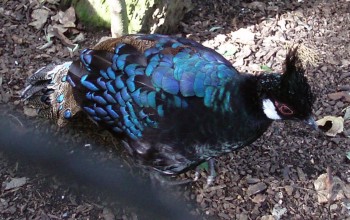 Palawan Peacock-Pheasant (Polyplectron napoleonis)