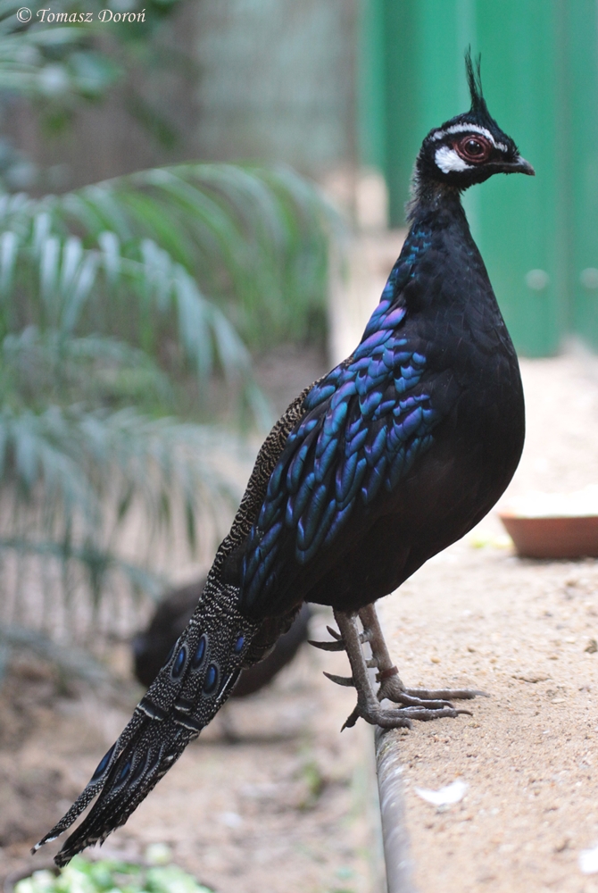 Palawan Peacock-pheasant (Polyplectron napoleonis)