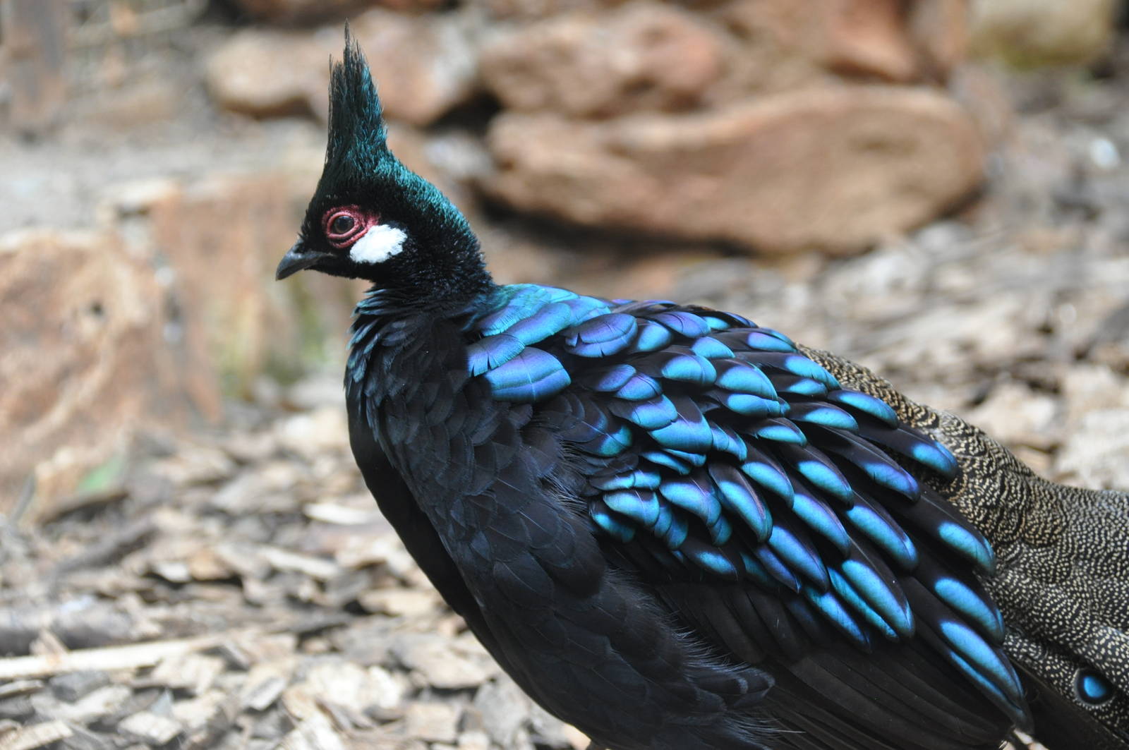 Palawan peacock pheasant/ Polyplectron napoleonis
