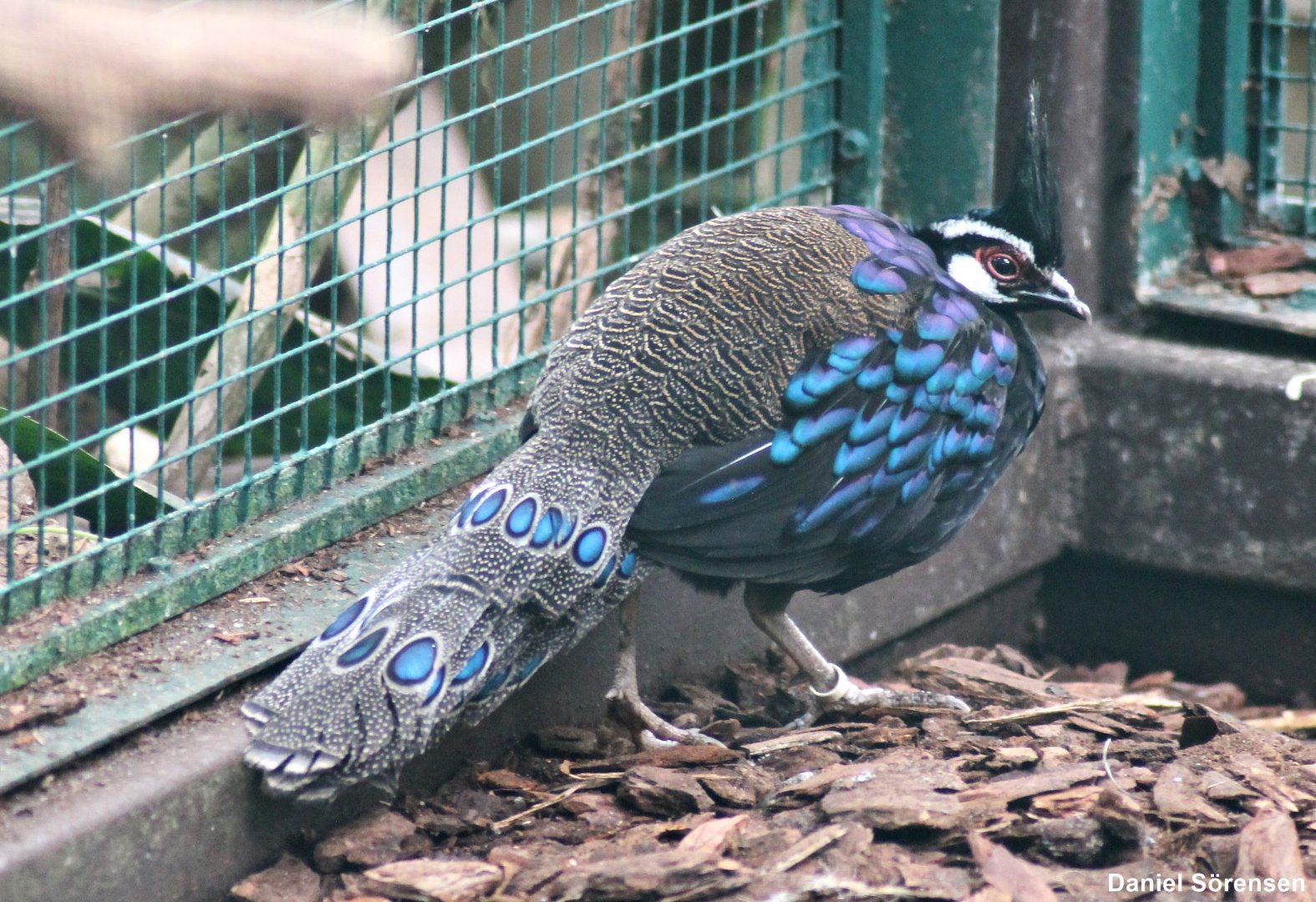 Palawan peacock-pheasant (Polyplectron napoleonis)