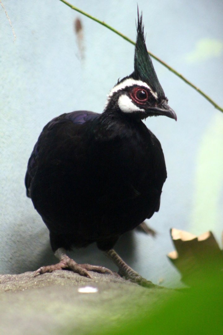 Palawan peacock-pheasant (Polyplectron napoleonis)