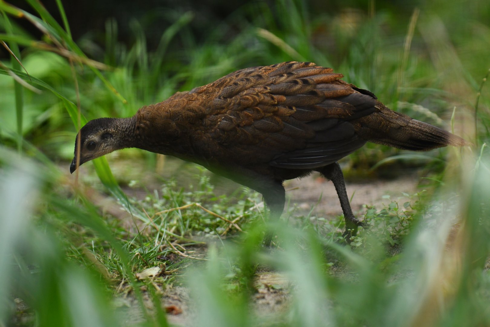 Palawan peacock-pheasant (Polyplectron napoleonis)