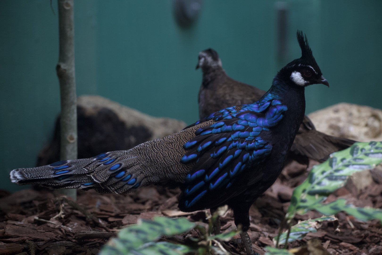 Palawan Peacock Pheasant/ Polyplectron napoleonis
