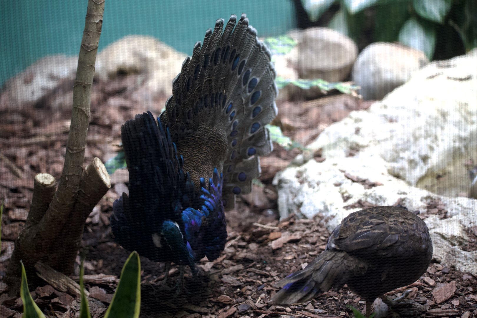 Palawan Peacock Pheasant/ Polyplectron napoleonis