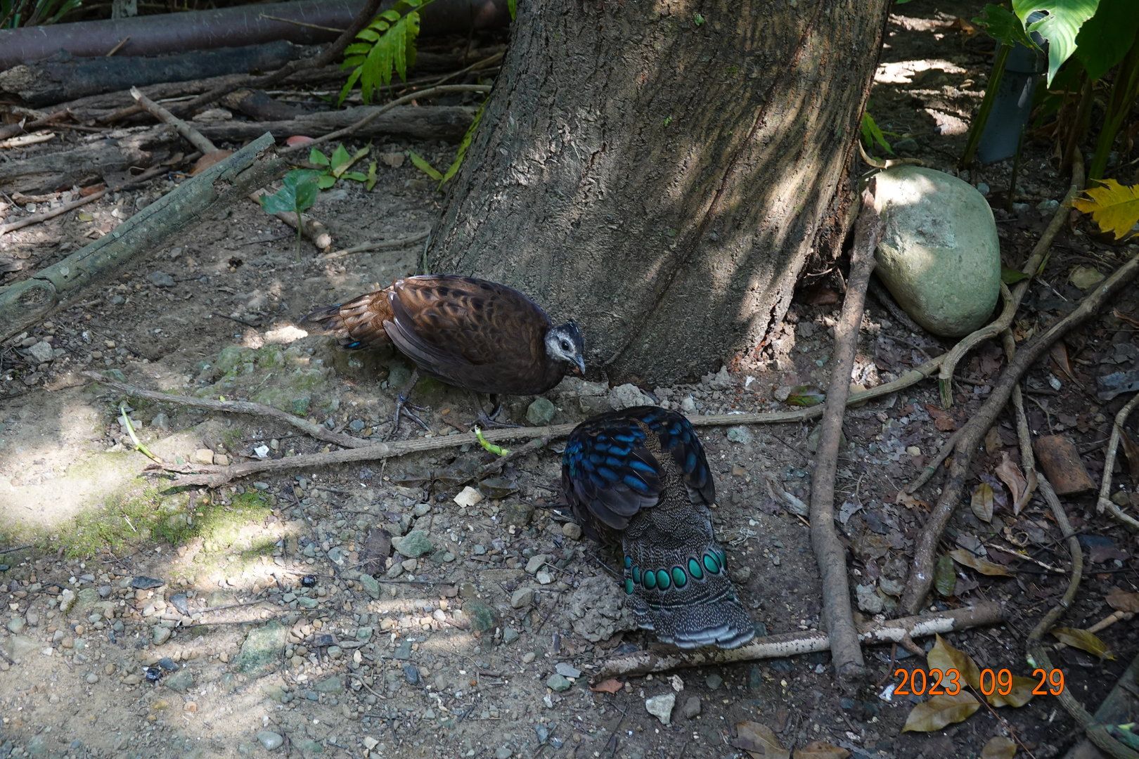 Palawan Peacock-pheasant (Polyplectron napoleonis)