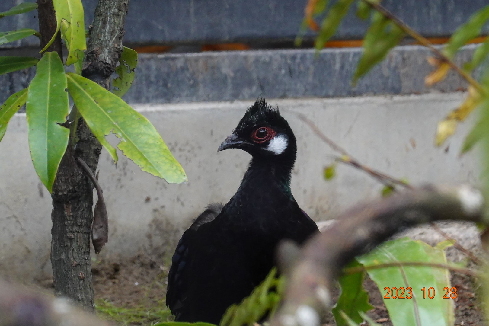 Palawan Peacock-pheasant (Polyplectron napoleonis)