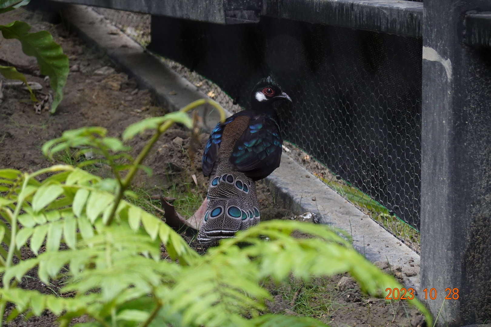 Palawan Peacock-pheasant (Polyplectron napoleonis)