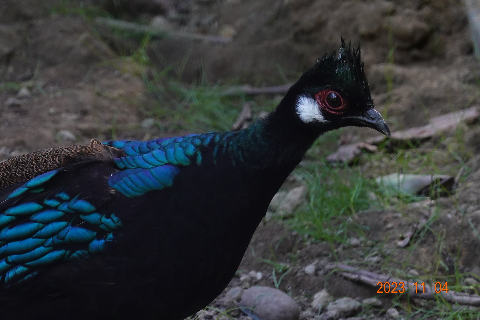 Palawan Peacock-pheasant (Polyplectron napoleonis)