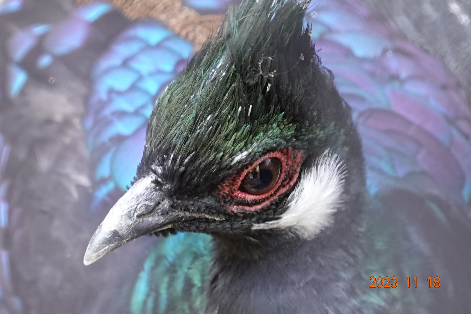 Palawan Peacock-pheasant (Polyplectron napoleonis)