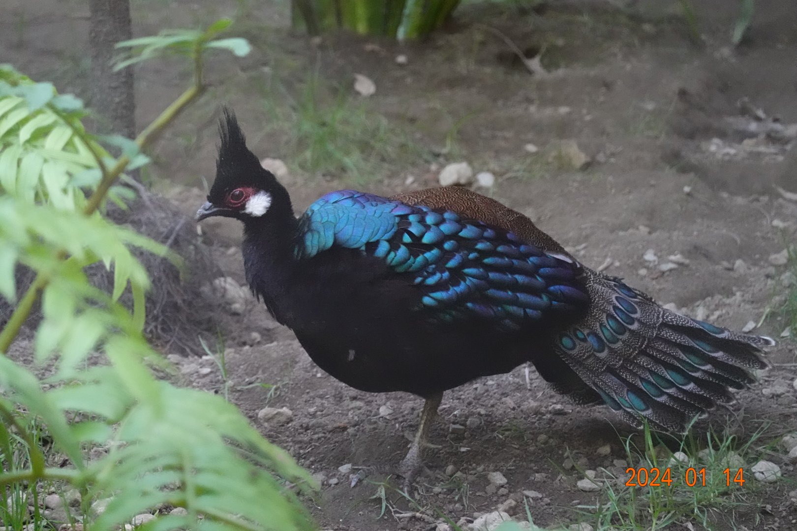 Palawan Peacock-pheasant (Polyplectron napoleonis)