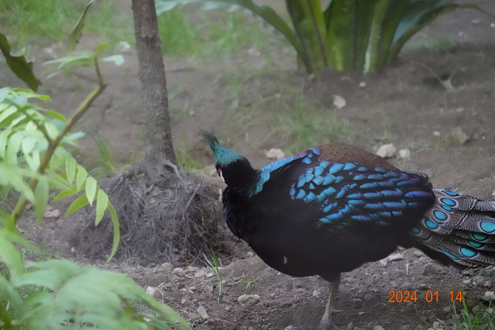 Palawan Peacock-pheasant (Polyplectron napoleonis)