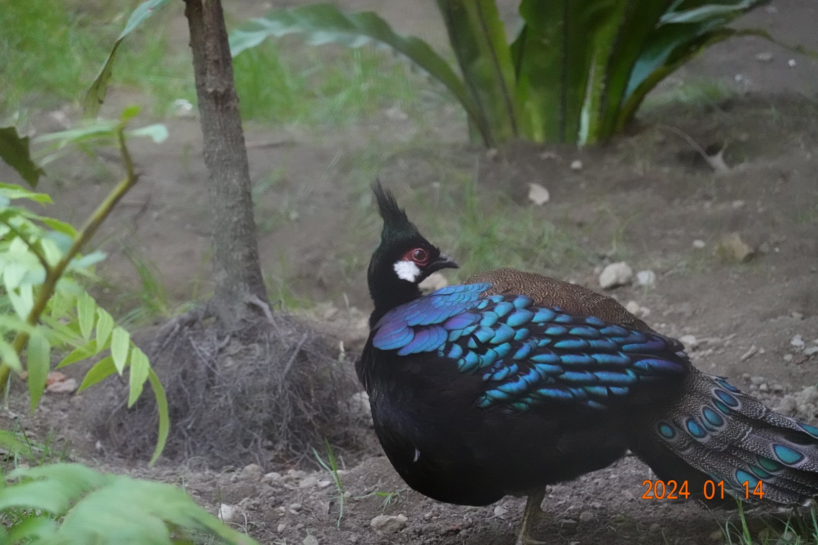 Palawan Peacock-pheasant (Polyplectron napoleonis)