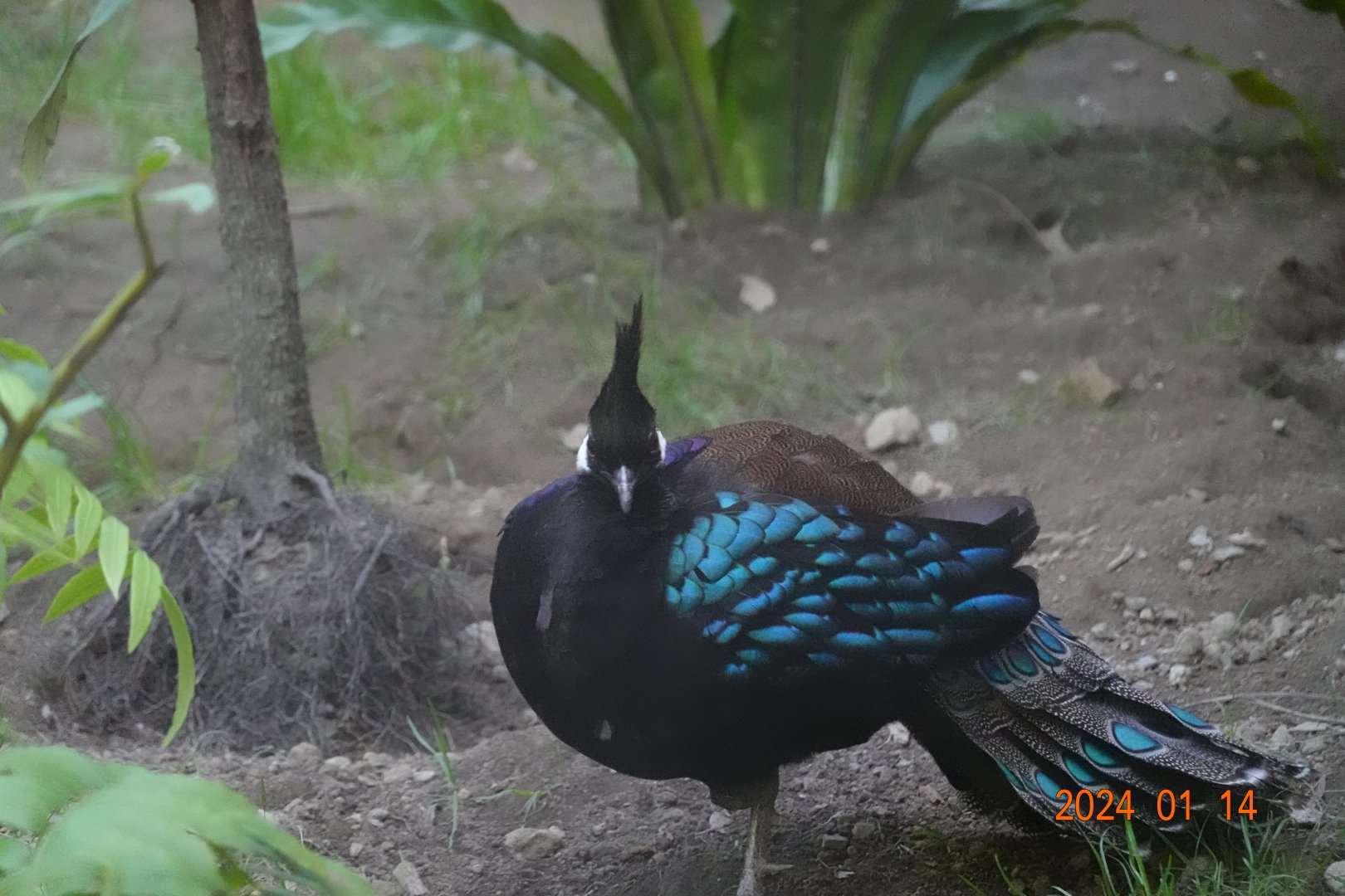 Palawan Peacock-pheasant (Polyplectron napoleonis)