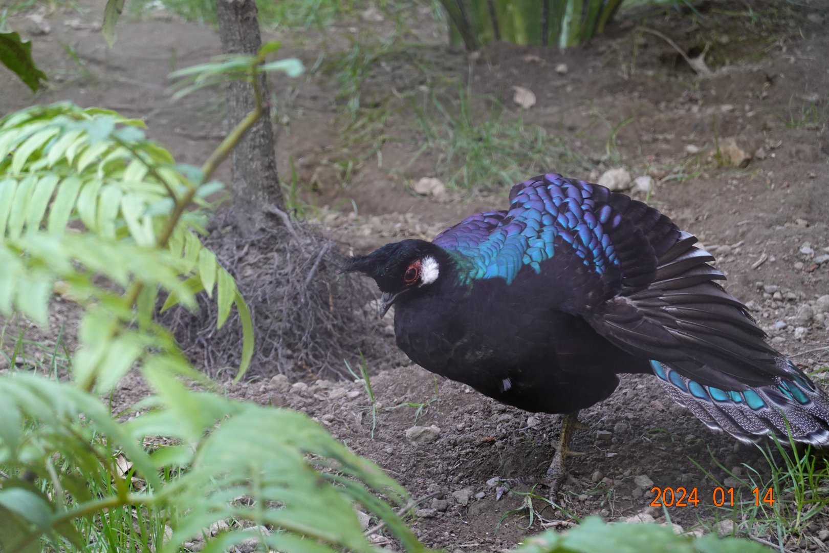 Palawan Peacock-pheasant (Polyplectron napoleonis)