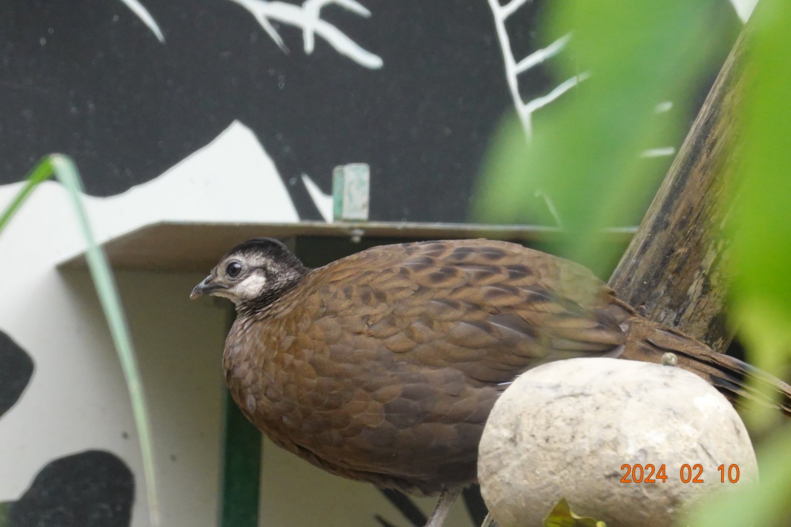 Palawan Peacock-pheasant (Polyplectron napoleonis)