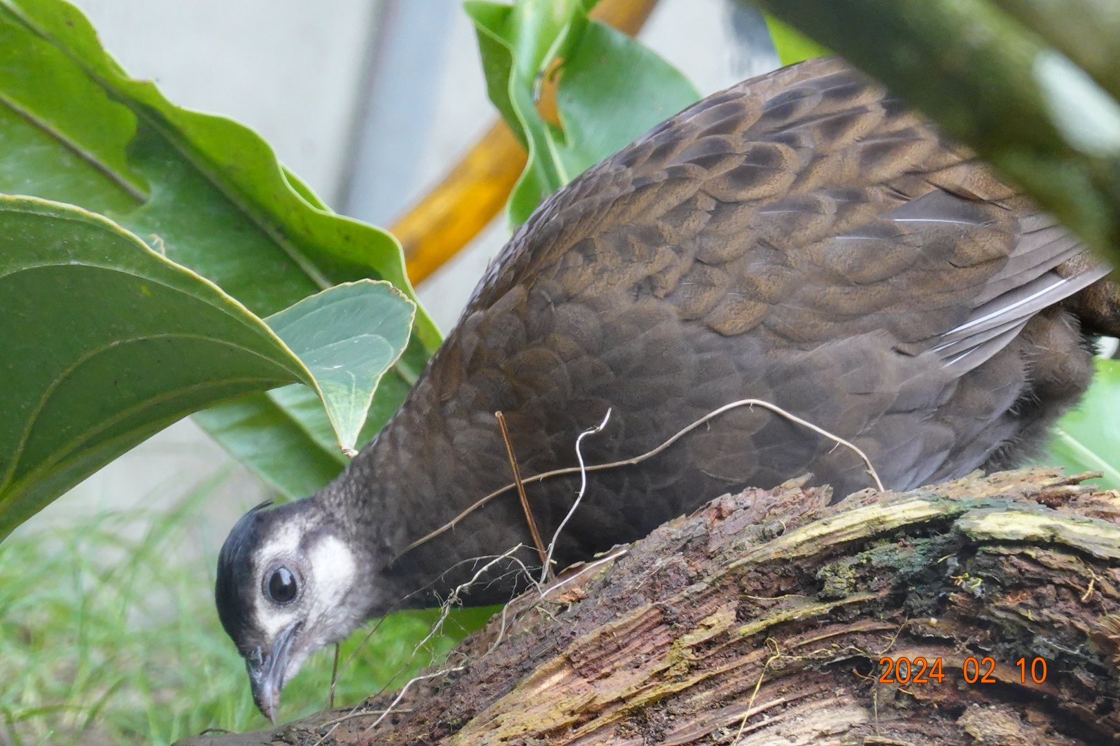 Palawan Peacock-pheasant (Polyplectron napoleonis)