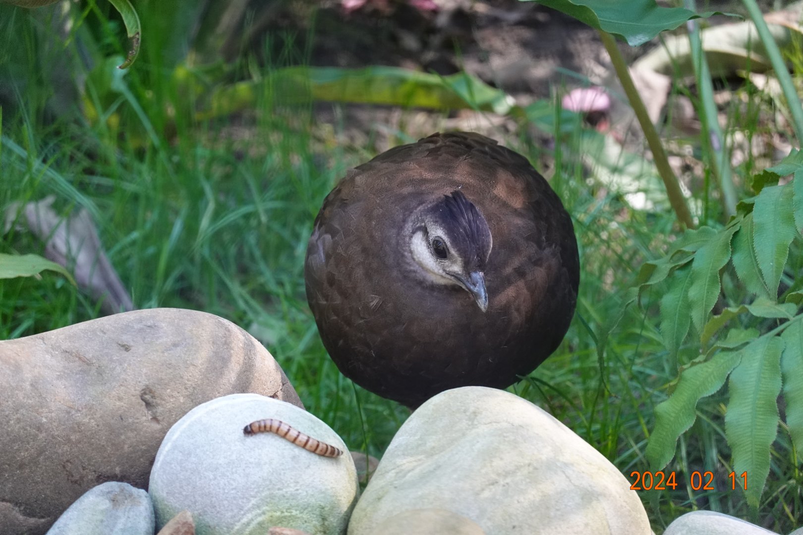 Palawan Peacock-pheasant (Polyplectron napoleonis)