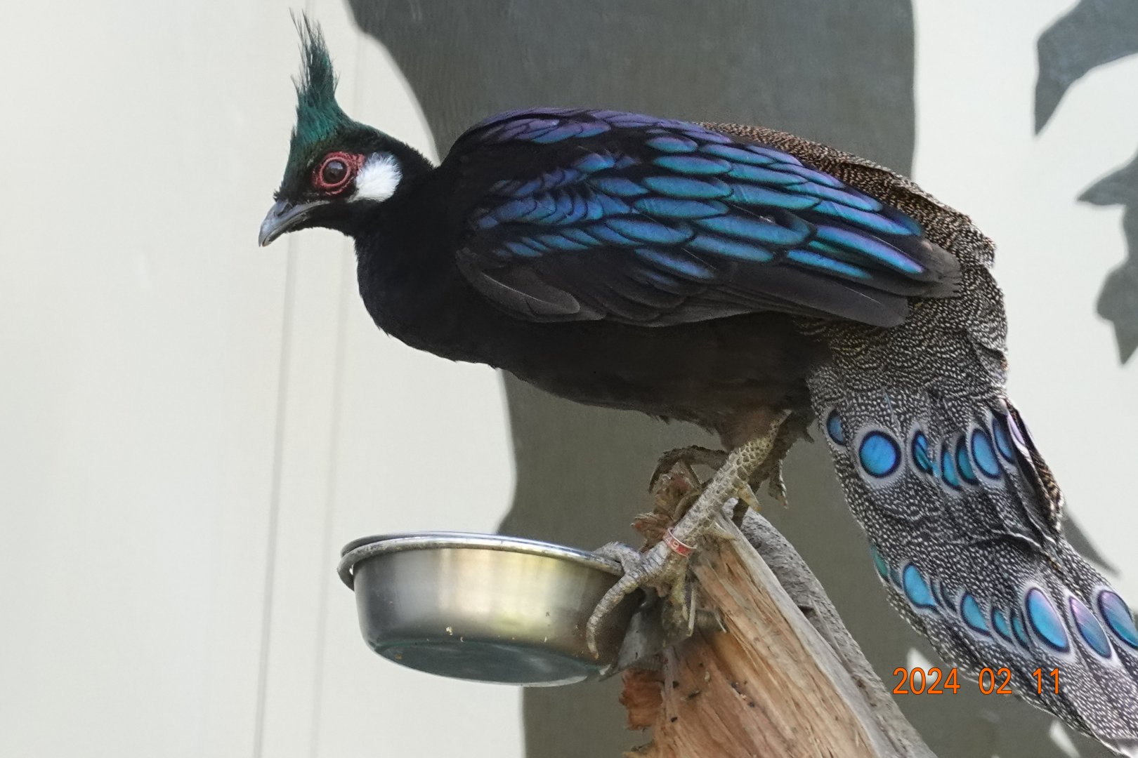 Palawan Peacock-pheasant (Polyplectron napoleonis)