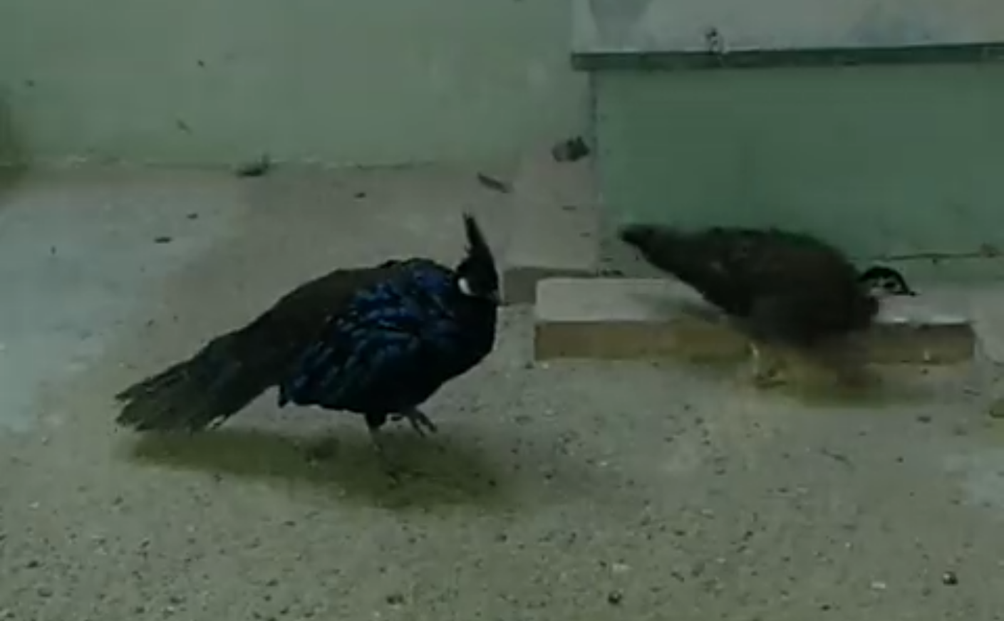 Palawan Peacock-Pheasant（Polyplectron Napoleonis）