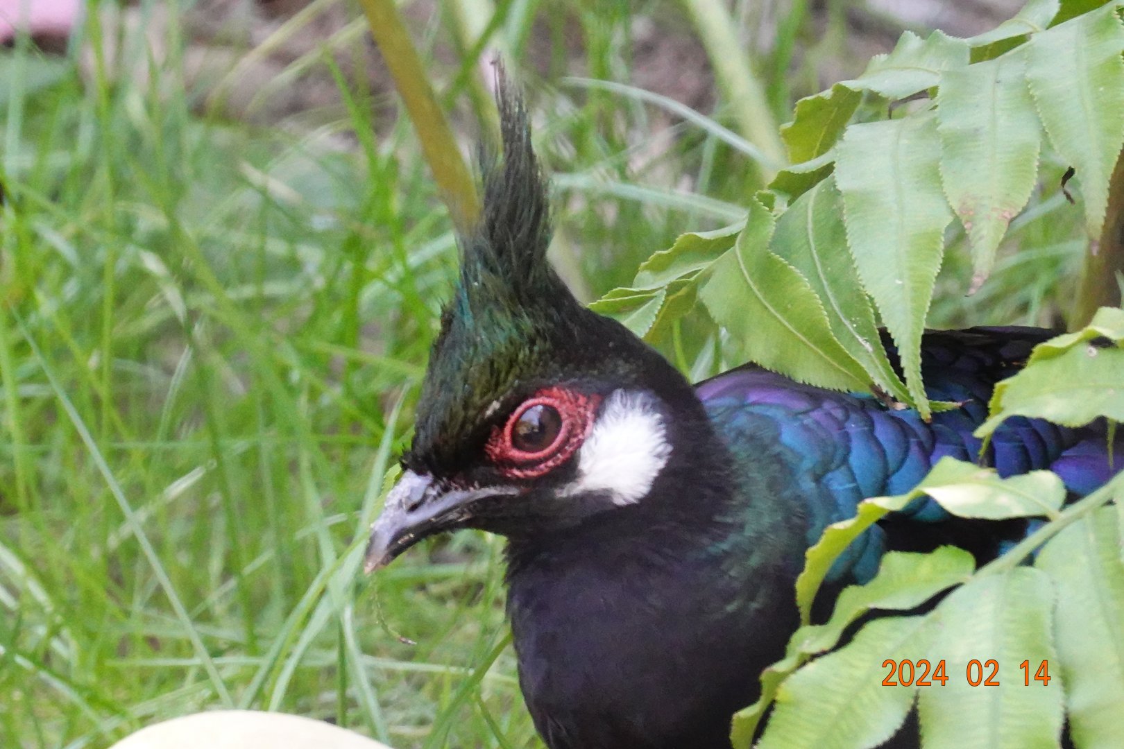 Palawan Peacock-pheasant (Polyplectron napoleonis)