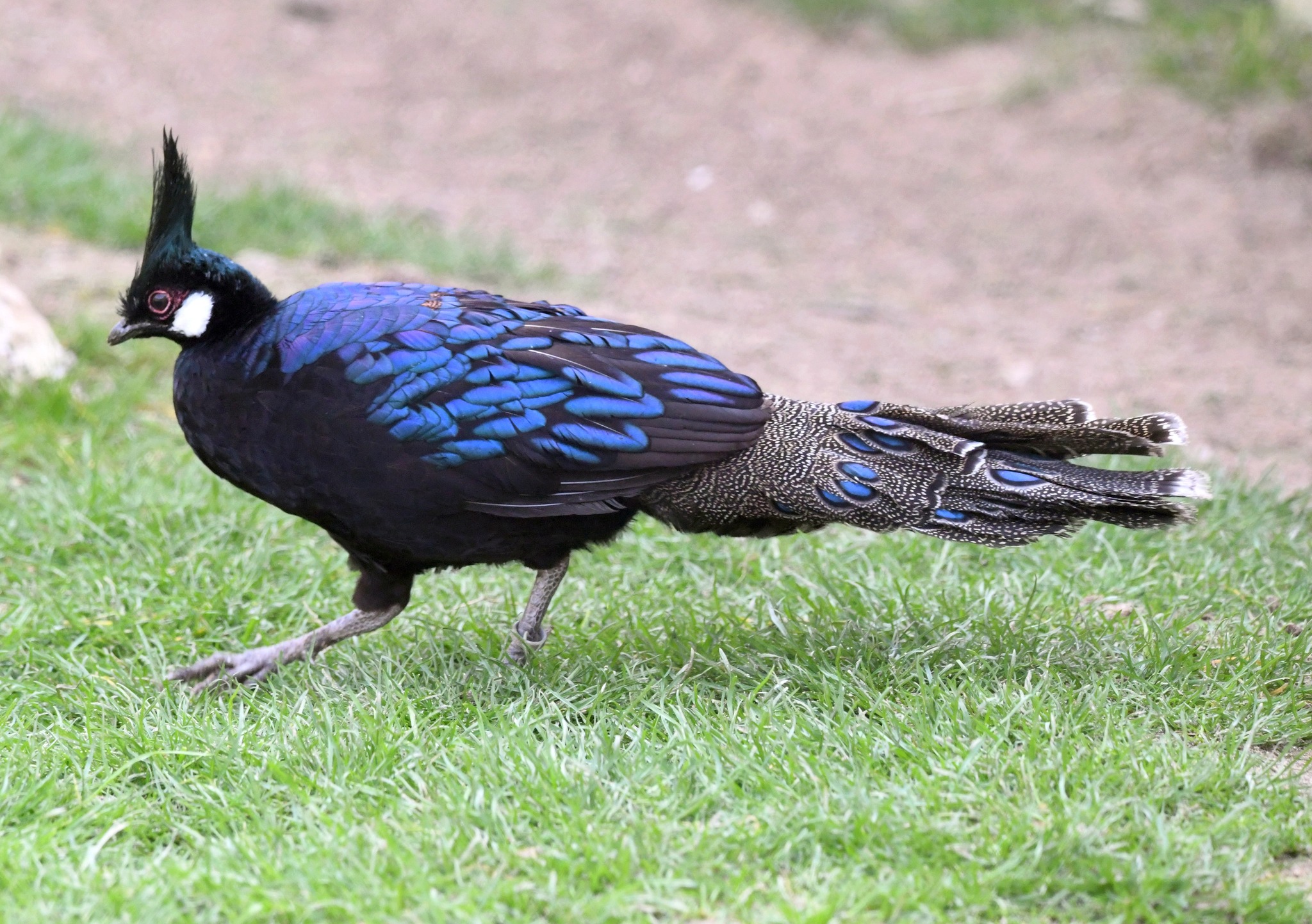 Palawan Peacock Pheasant - Polyplectron napoleonis