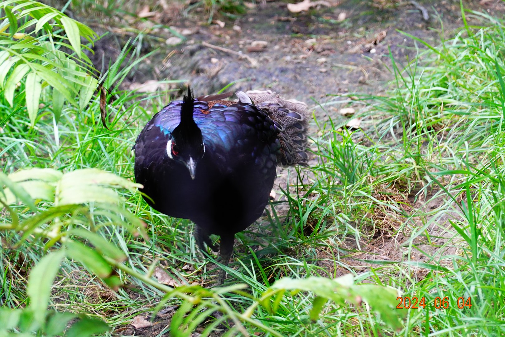 Palawan Peacock-pheasant (Polyplectron napoleonis)
