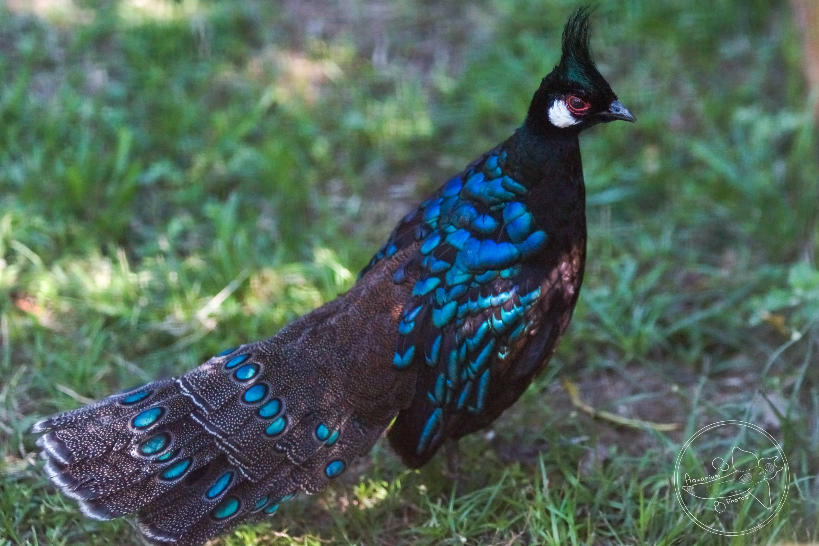 Palawan Peacock-pheasant (Polyplectron napoleonis)