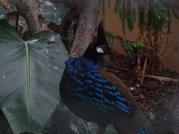 Palawan peacock-pheasant (Polyplectron napoleonis)