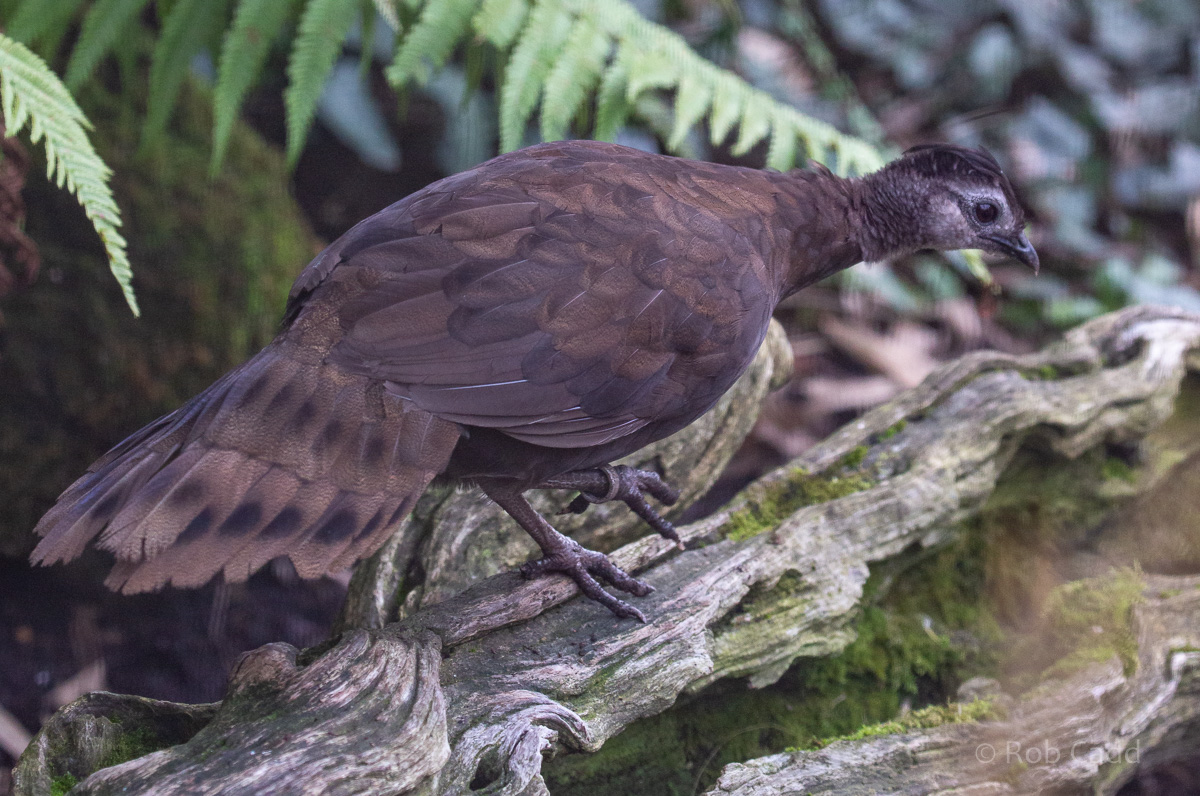 Palawan peacock-pheasant : Waddesdon : 04 Oct 2019