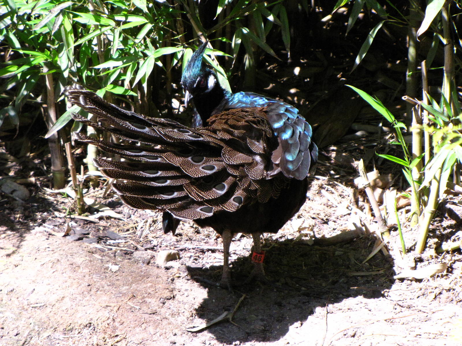 Palawan Peacock Pheasant - Wings of Asia Aviary
