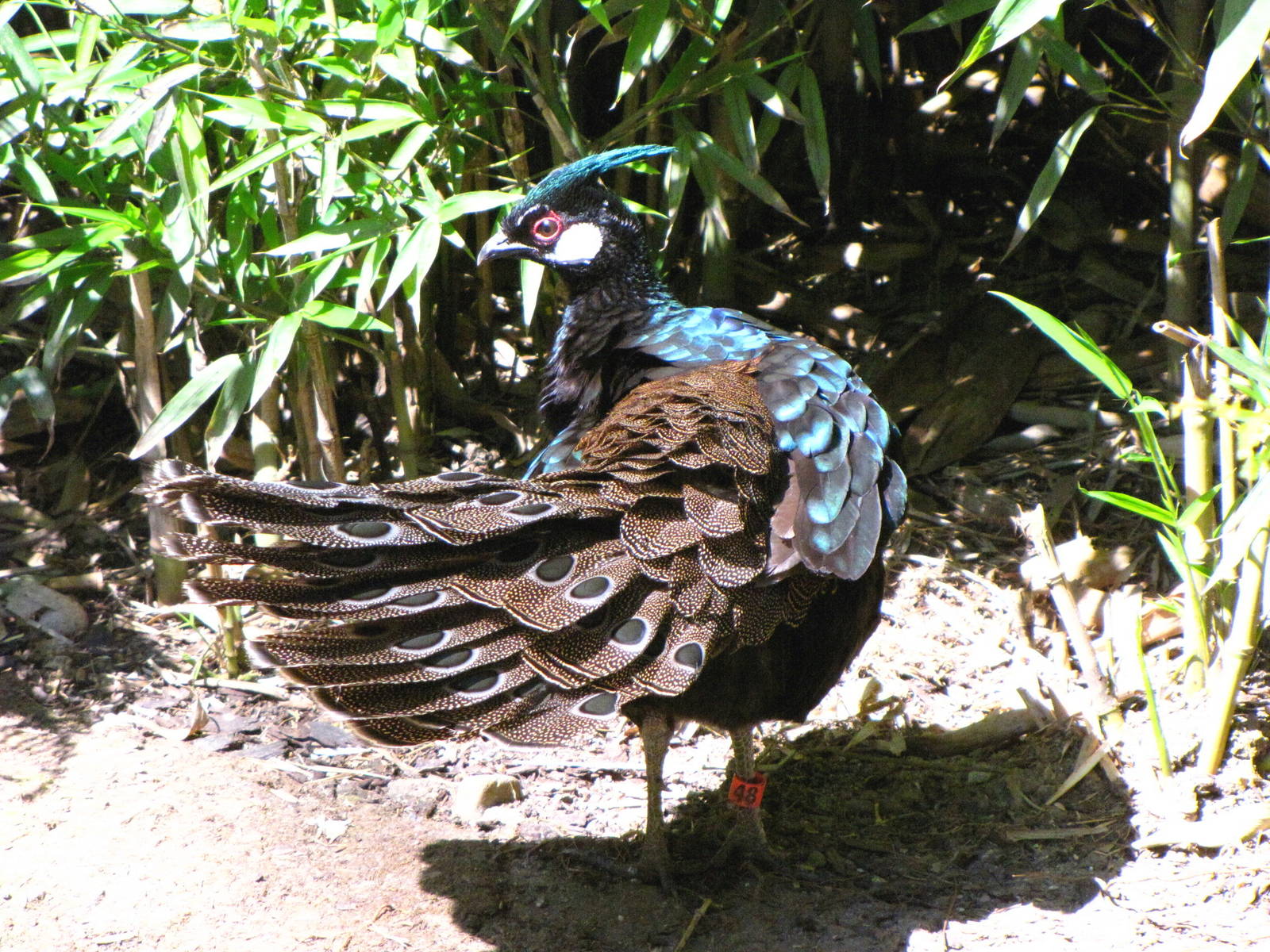 Palawan Peacock Pheasant - Wings of Asia Aviary