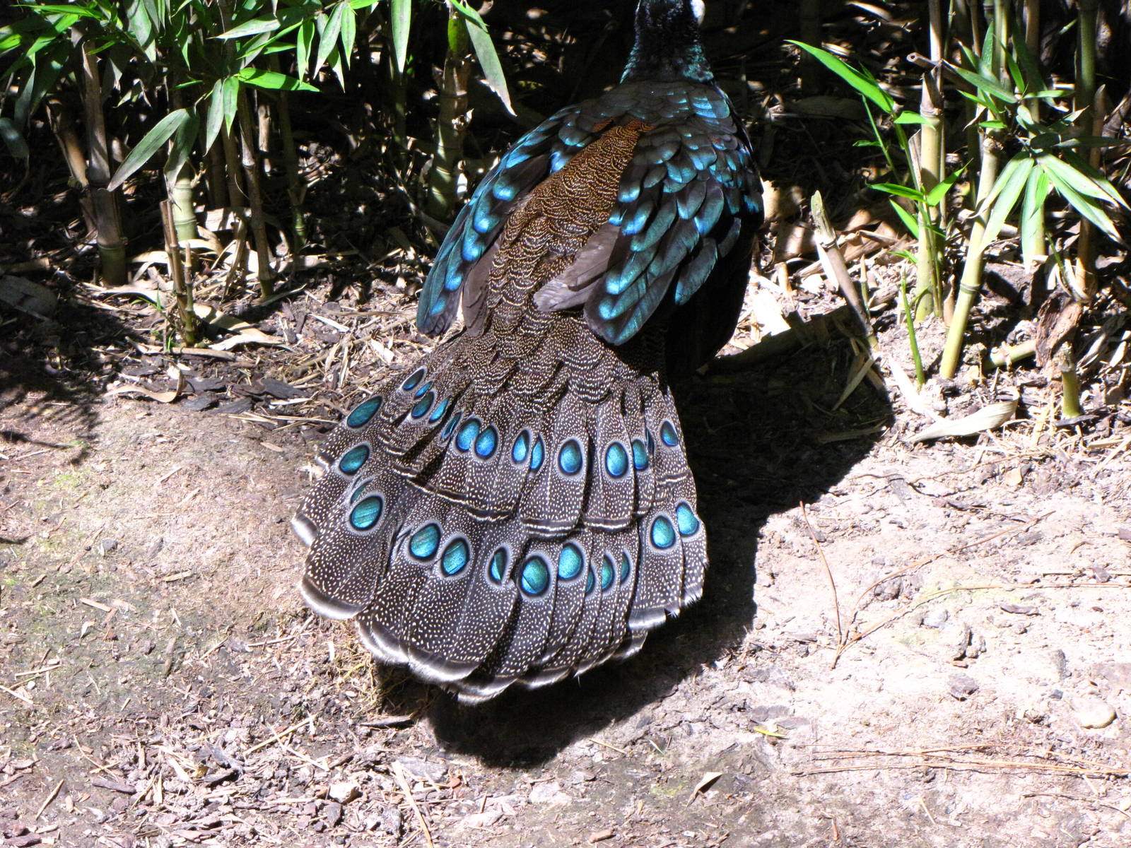 Palawan Peacock Pheasant - Wings of Asia Aviary