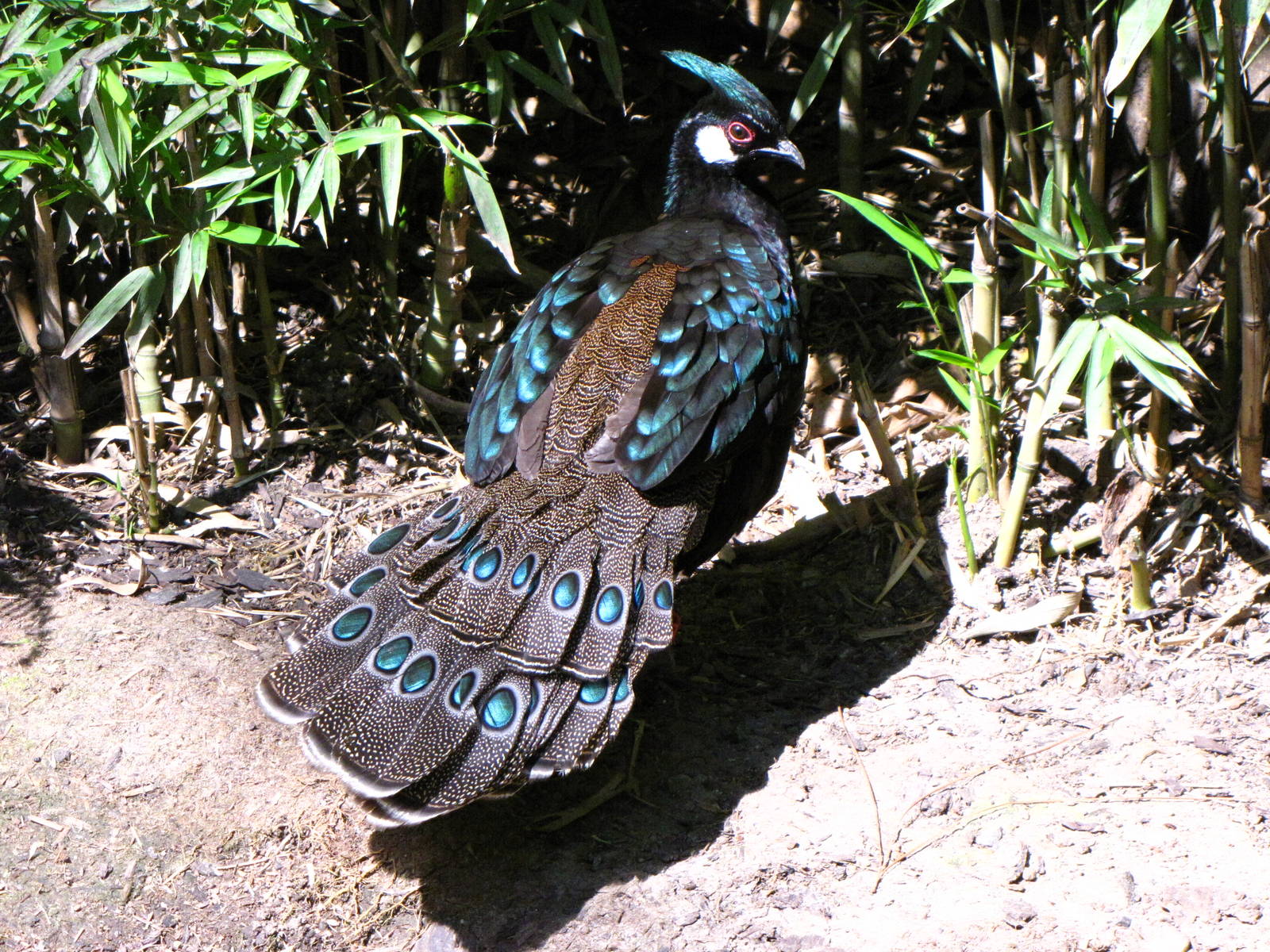 Palawan Peacock Pheasant - Wings of Asia Aviary