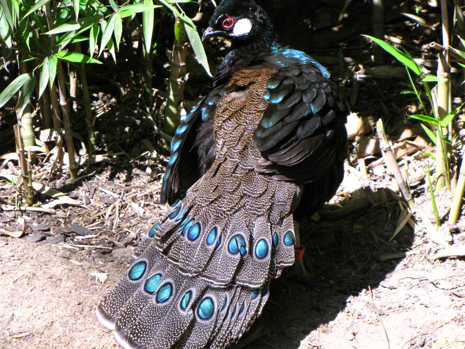 Palawan Peacock Pheasant - Wings of Asia Aviary