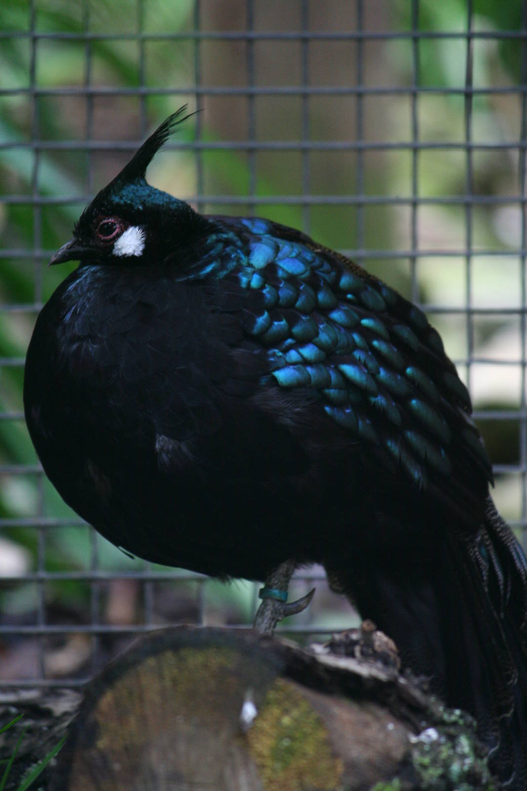 Palawan peacock-pheasant