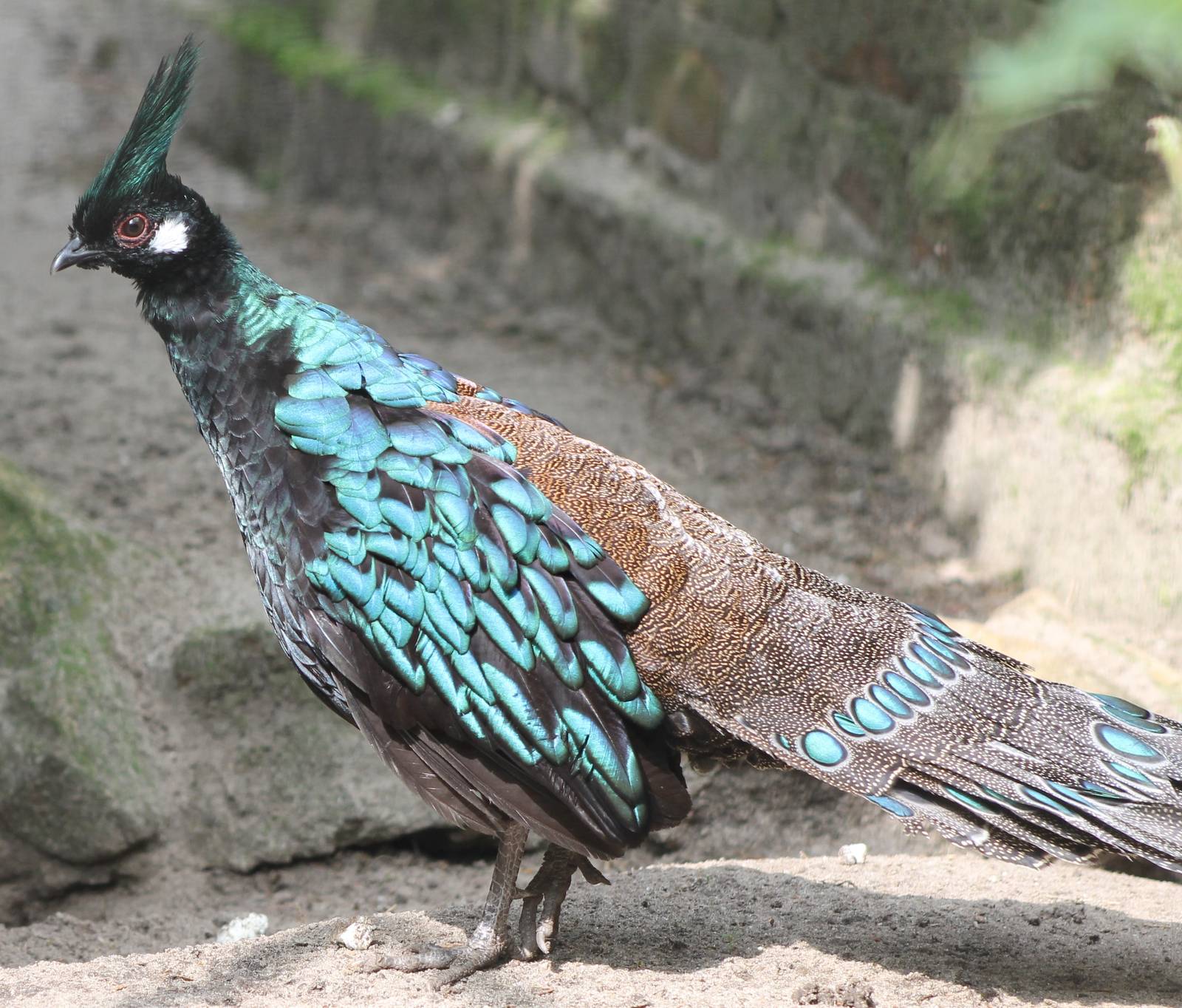 Palawan peacock-pheasant