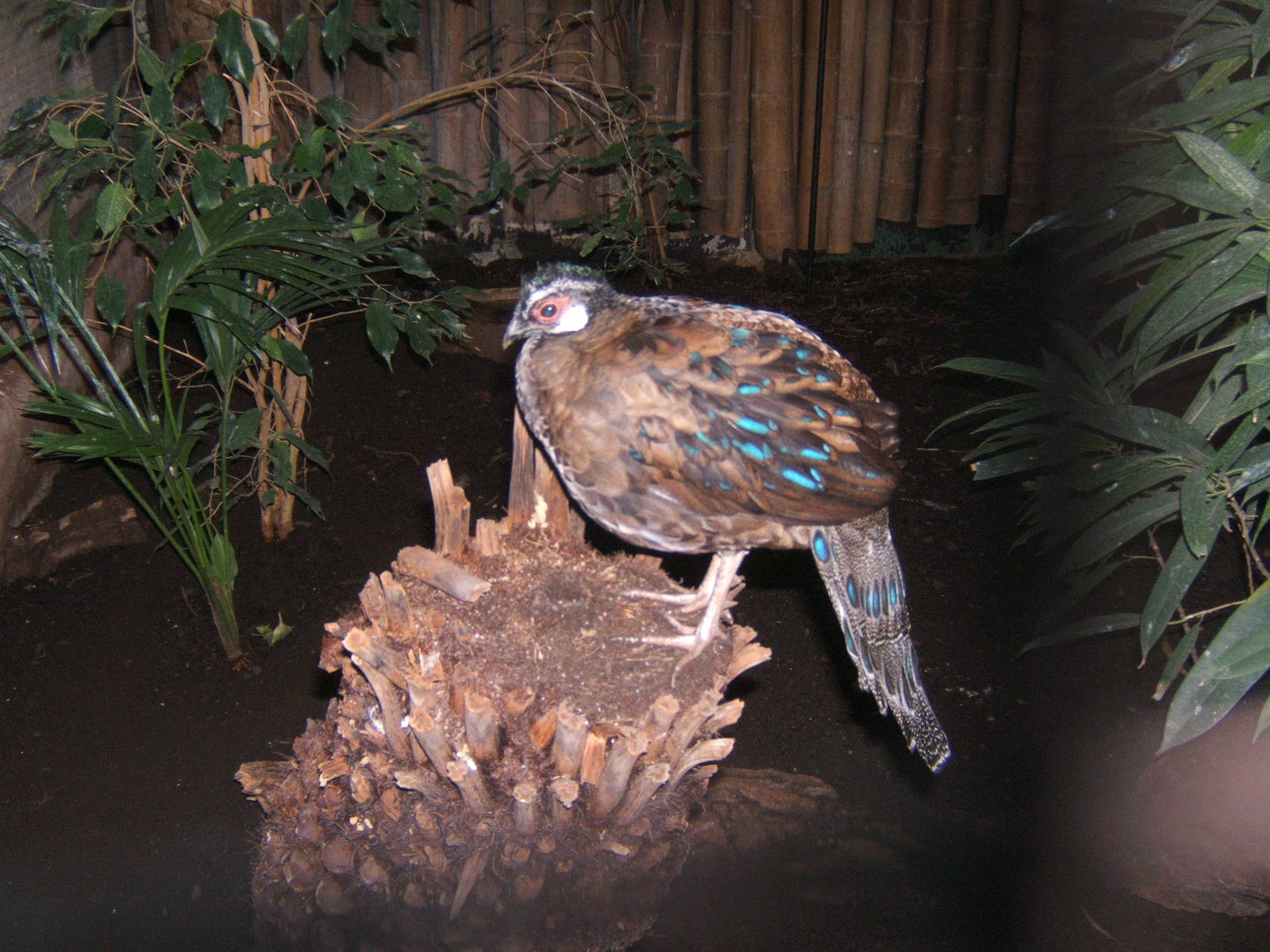 Palawan Peacock-pheasant