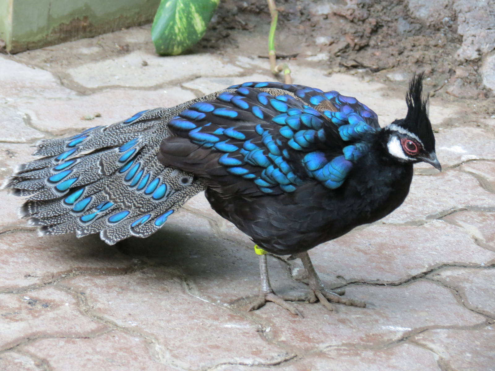 Palawan Peacock Pheasant