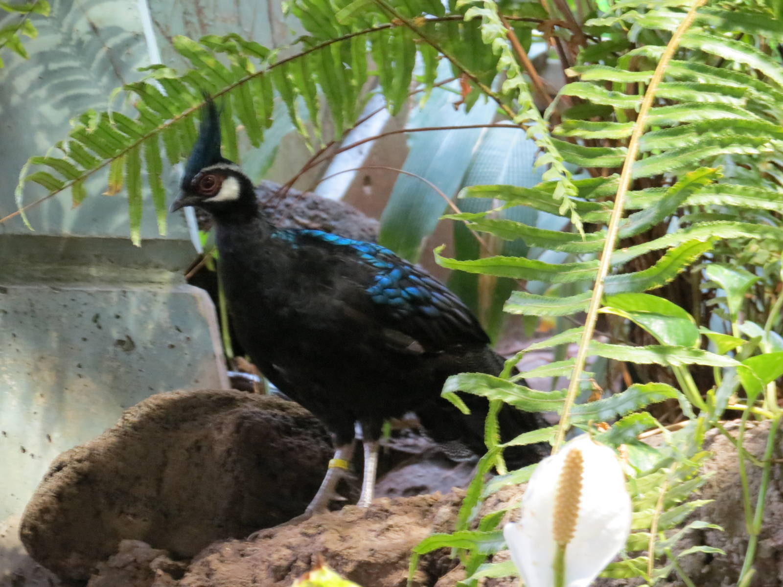 Palawan Peacock Pheasant