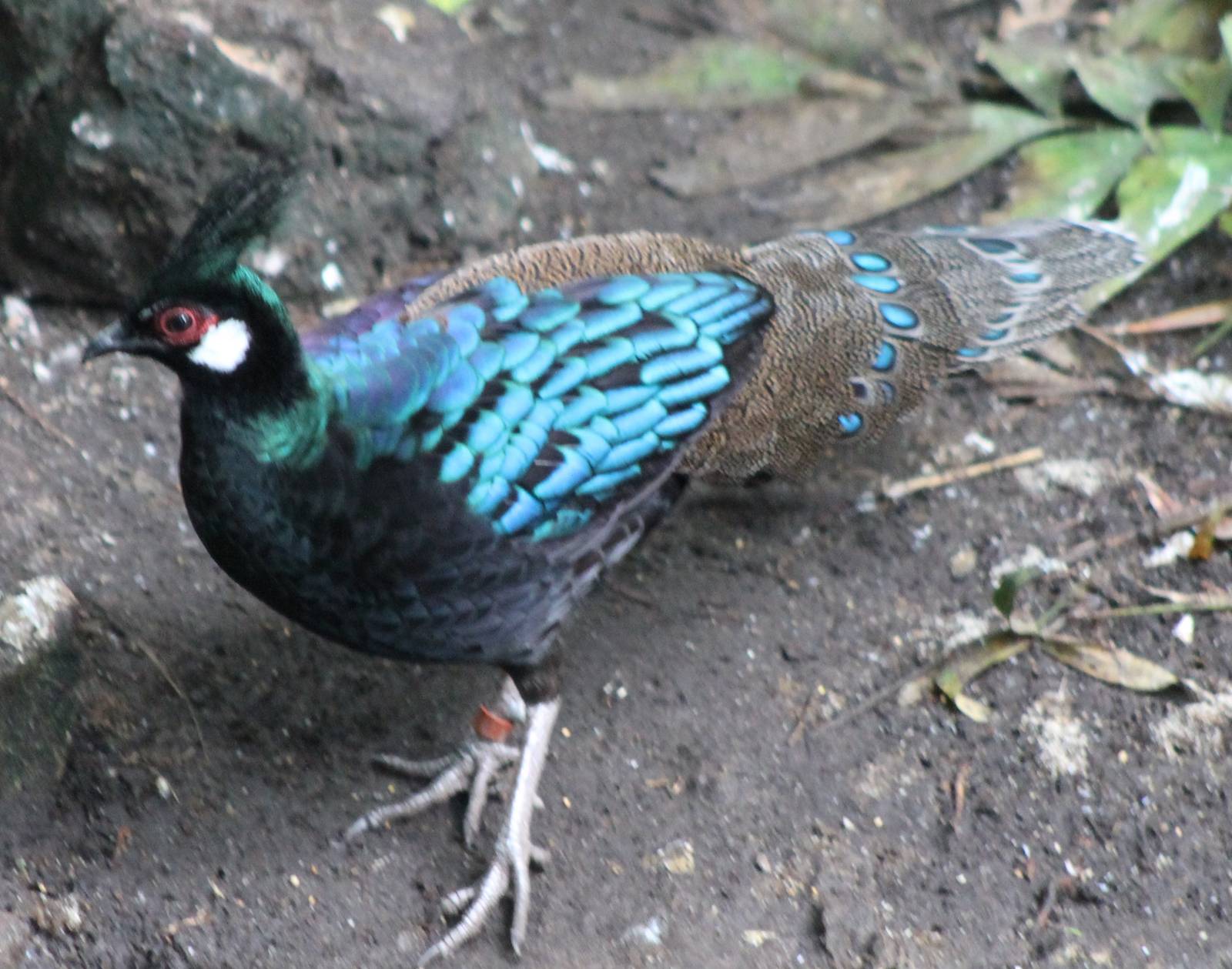 Palawan peacock pheasant