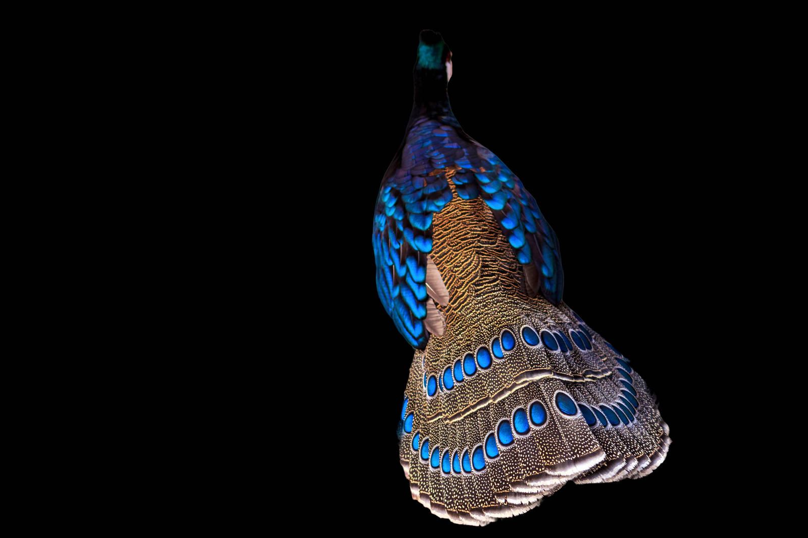 Palawan Peacock Pheasant