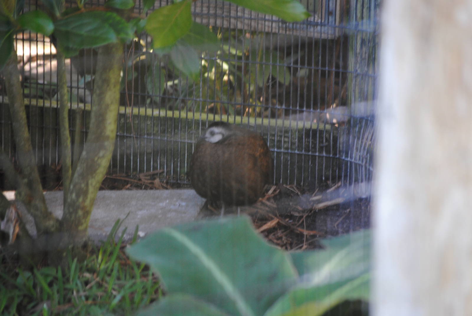 Palawan Peacock-Pheasant