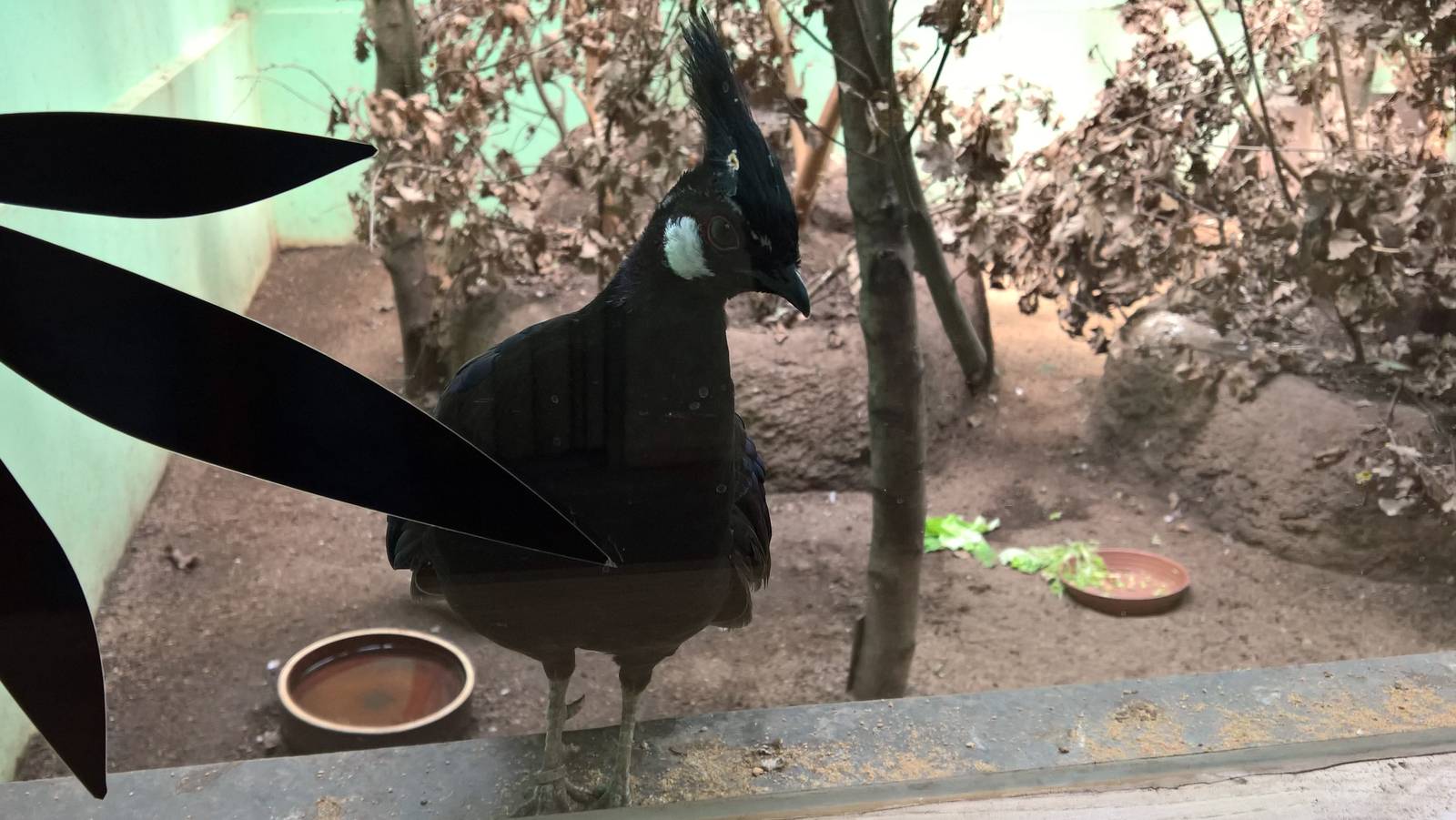 Palawan peacock-pheasant